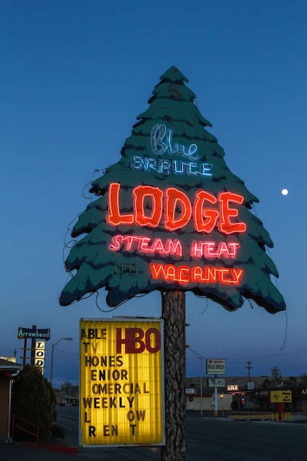 27 gallup-blue-spruce3